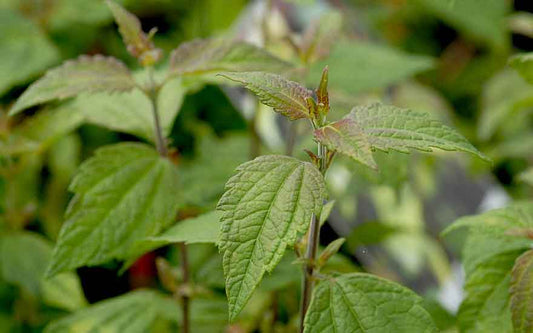 Calea Zacatechichi: Mexico's Infamous Dream Herb