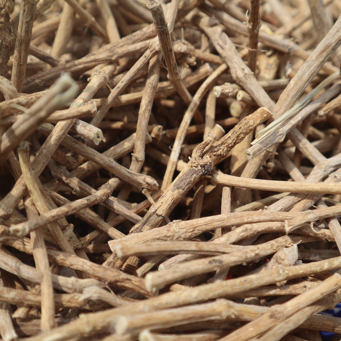 African Dream Root - Silene Capensis | The Dream Joints