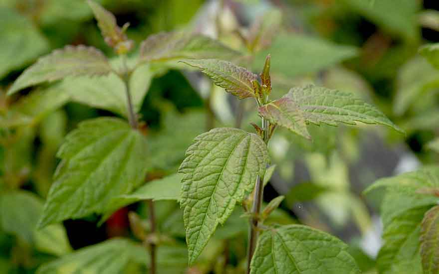 Calea Zacatechichi: Mexico's Infamous Dream Herb