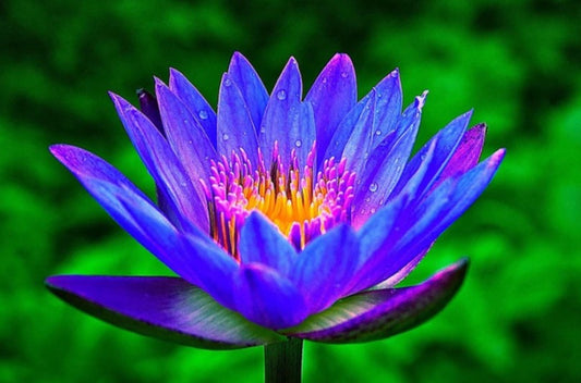 Blue Lotus & Cannabis - The Ultimate Synergistic Combo
