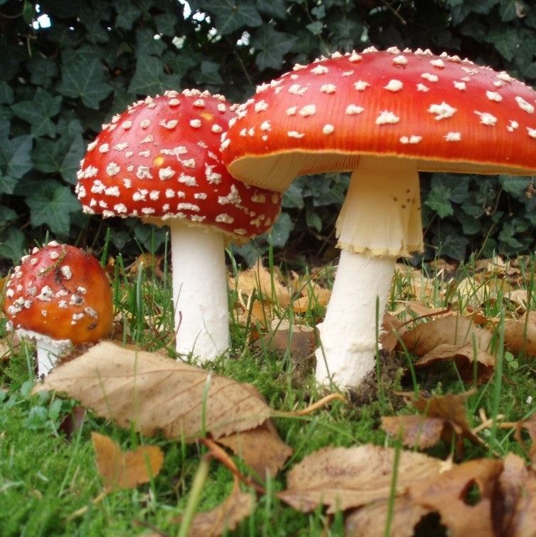 Amanita Muscaria Dried Caps