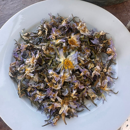 Premium Egyptian Blue Lotus *Rare* - True Nymphae Caerulea