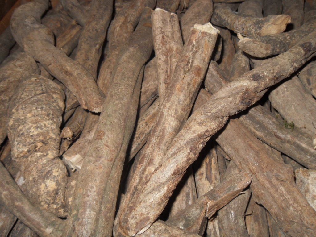 Banisteriopsis Caapi Vine Powder | Peruvian White Yagé