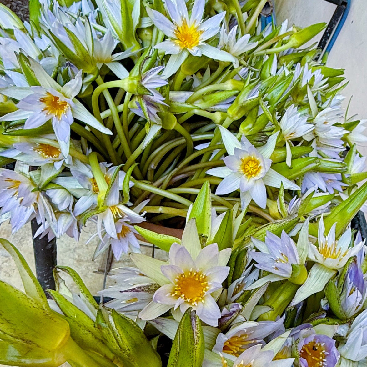 Premium Egyptian Blue Lotus *Rare* - True Nymphae Caerulea
