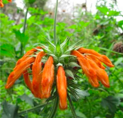 Klip Dagga Pure Petals (Leonotis nepetifolia)