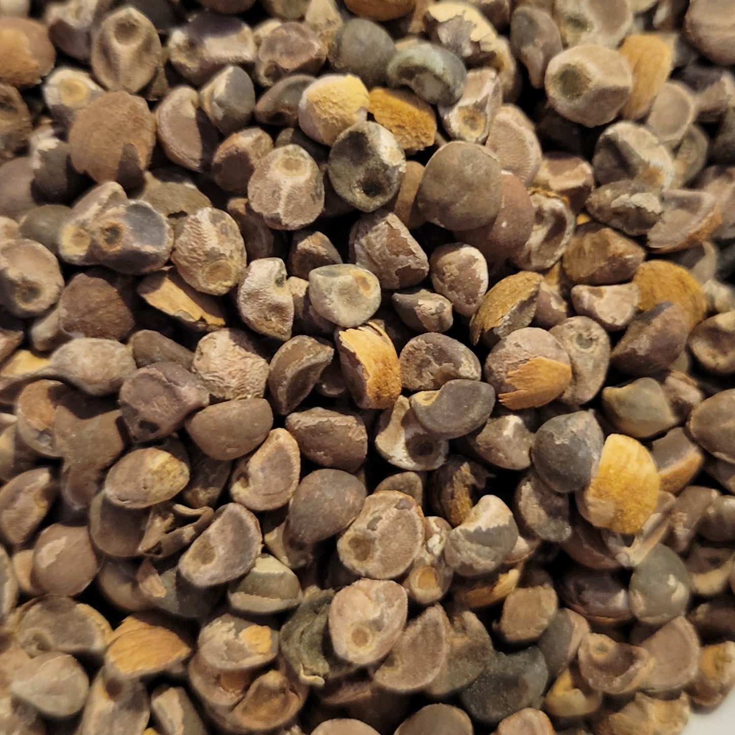 Hawaiian Baby Woodrose Seeds
