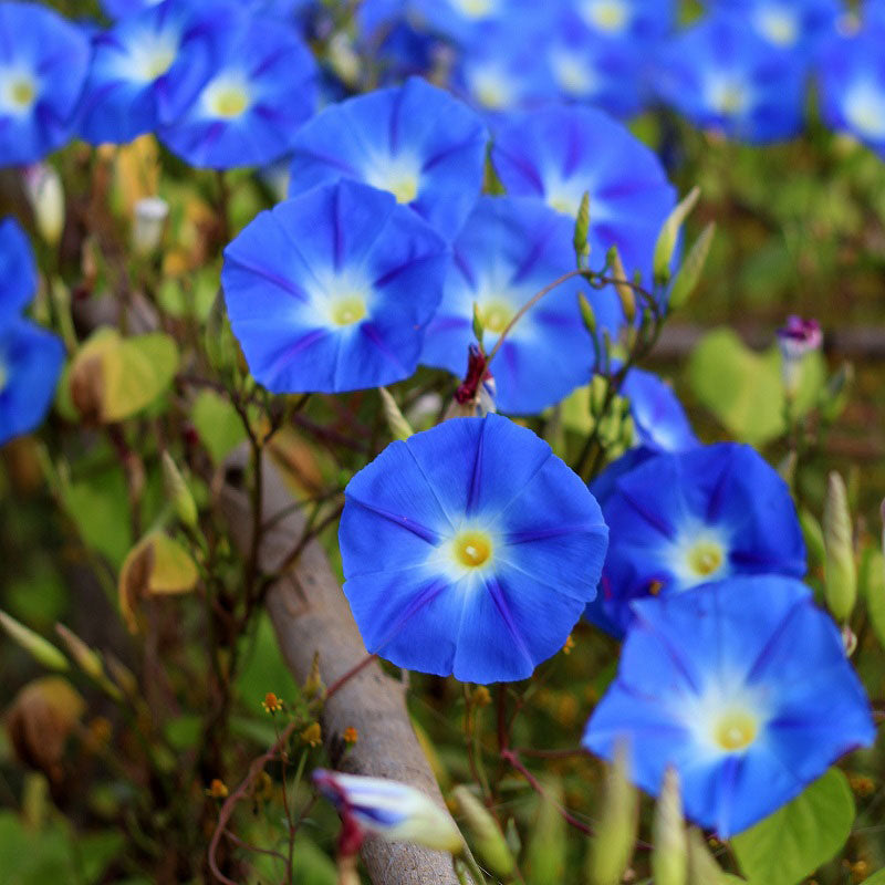 Morning Glory Seeds - Untreated