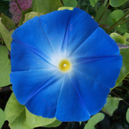 Morning Glory Seeds - Untreated