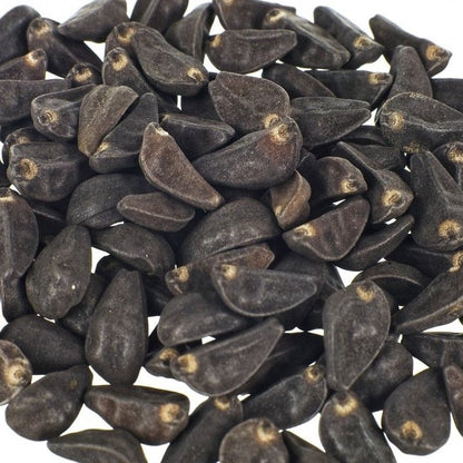 Morning Glory Seeds - Untreated