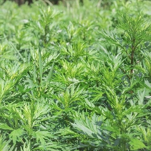 Mugwort - Dried Dream Herb