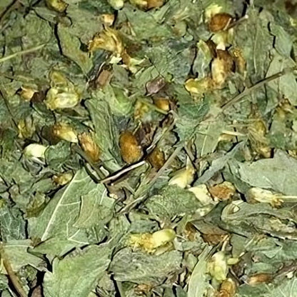 Mexican Dream Herb - Calea Zacatechichi